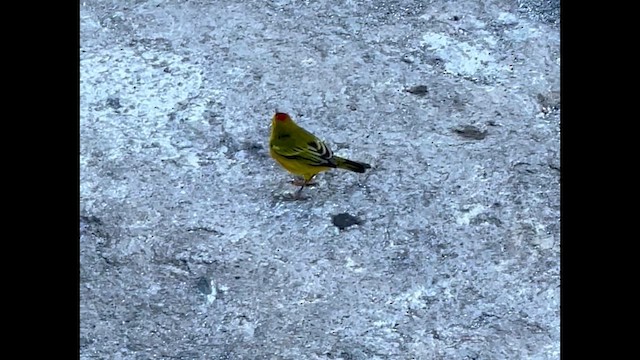 Mangrove Yellow Warbler - ML647079068