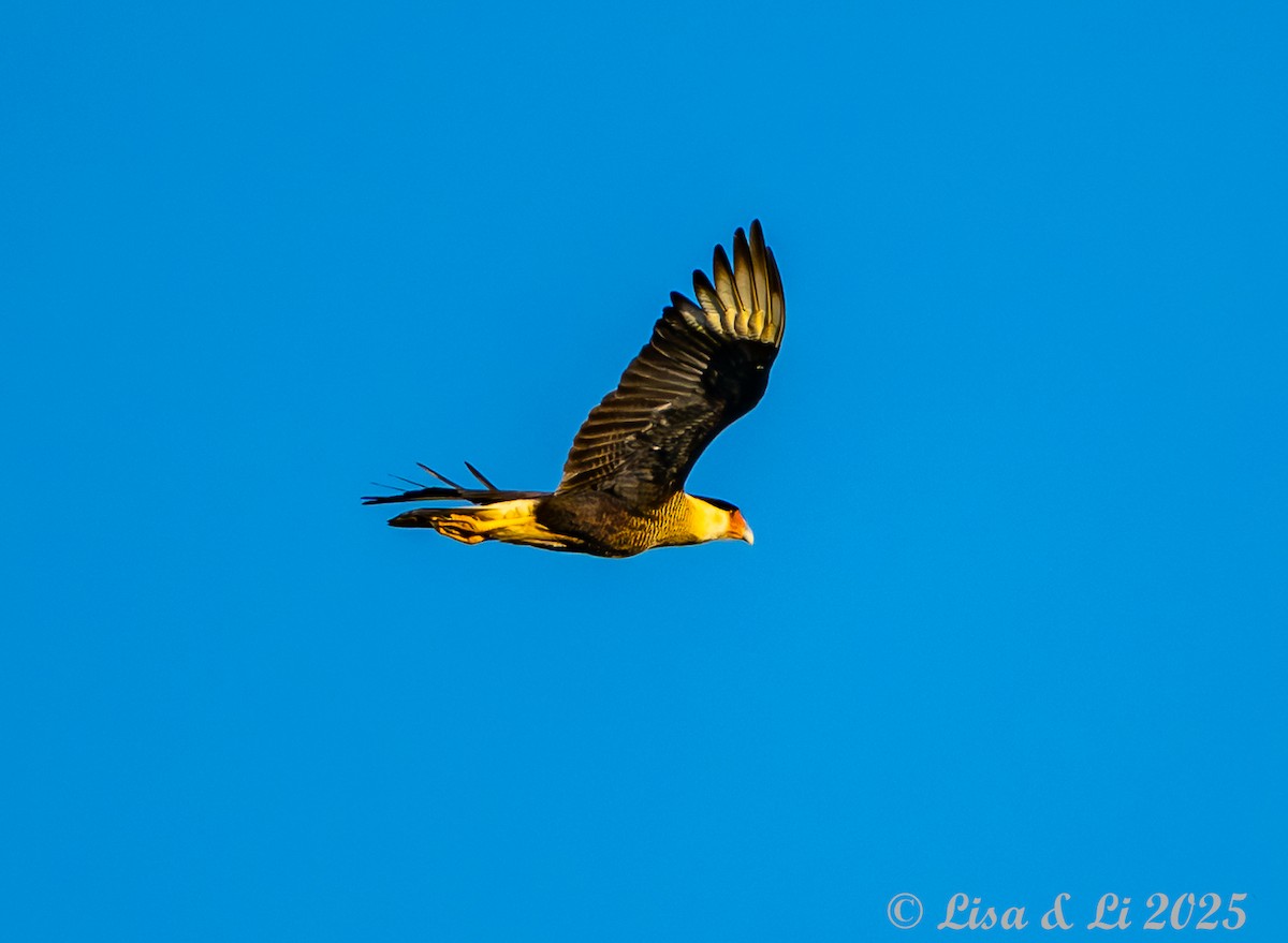 gribbkarakara (cheriway) - ML647079069