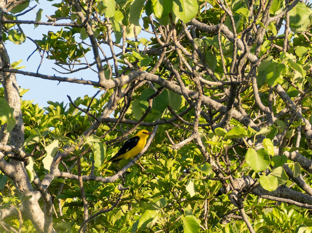 Eurasian Golden Oriole - ML647079071