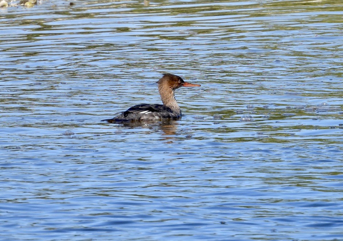 מרגון בינוני - ML647079074