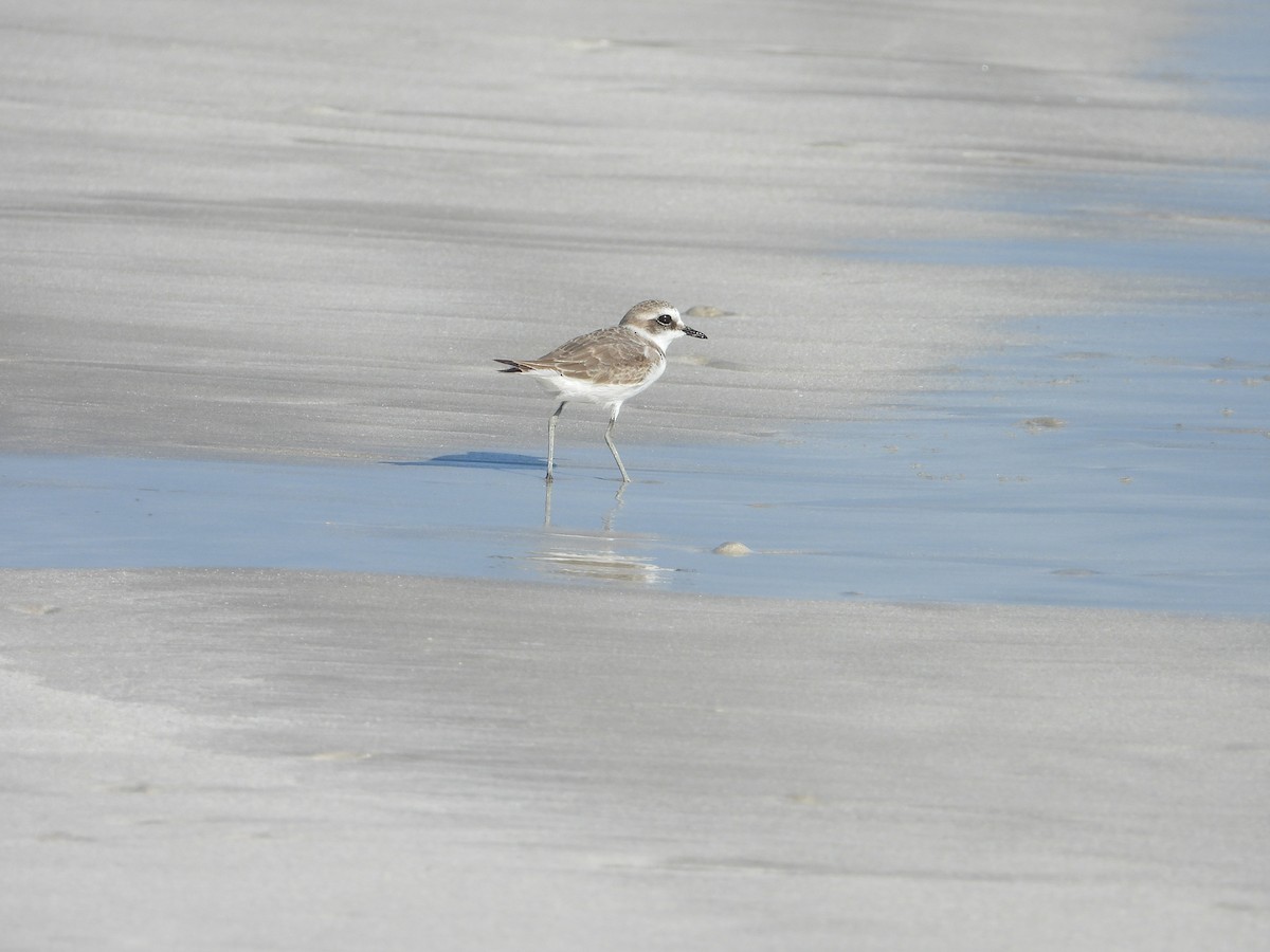 Tibet Cılıbıtı - ML647079079