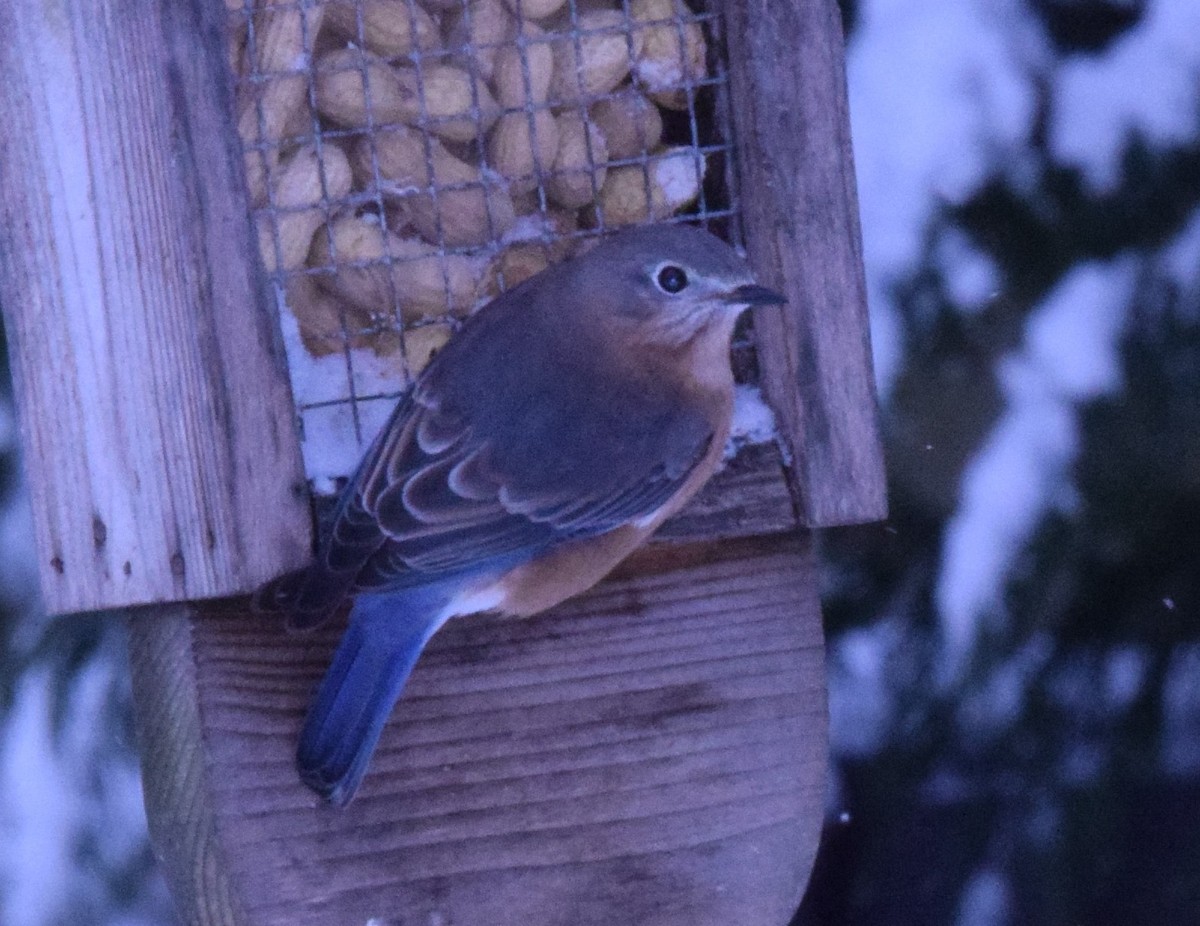 Eastern Bluebird - ML647079080