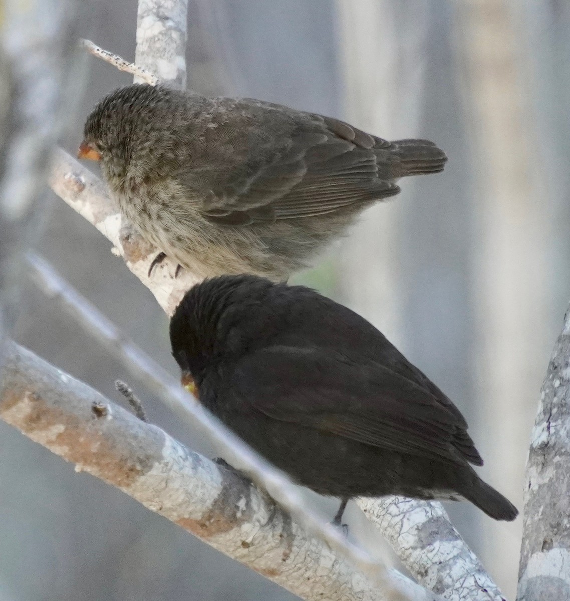 Small Ground-Finch - ML647079084