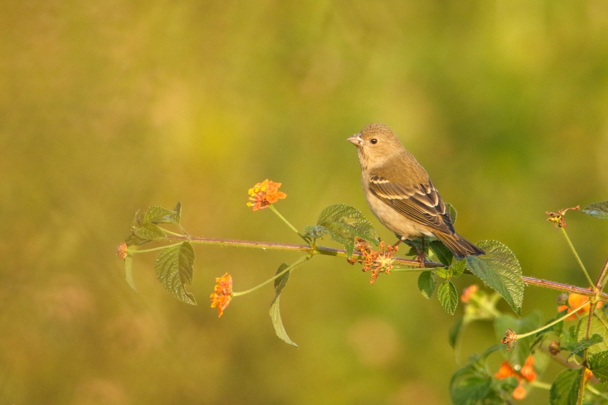 コイワスズメ - ML647079088