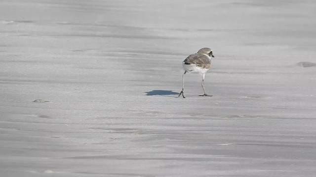 Tibetan Sand-Plover - ML647079091