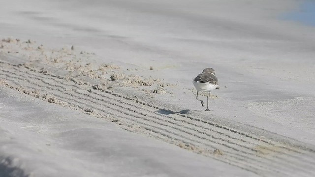 Tibetan Sand-Plover - ML647079094