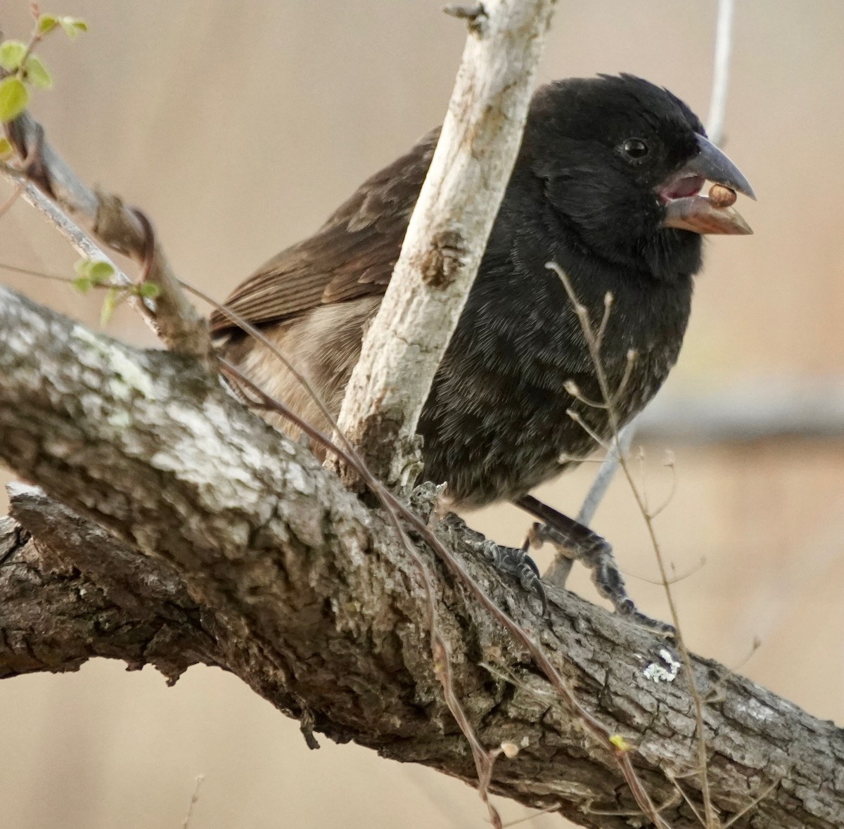 Medium Ground-Finch - ML647079095