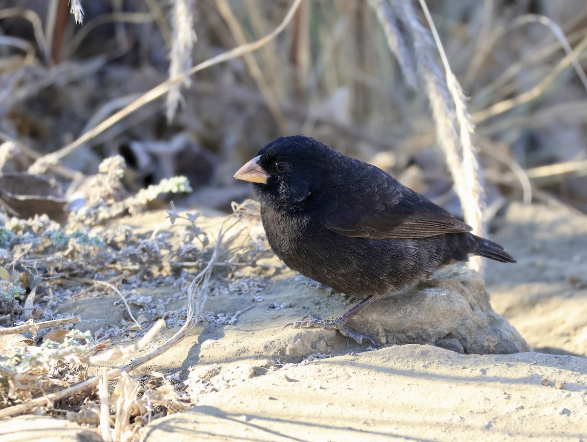 Medium Ground-Finch - ML647079096