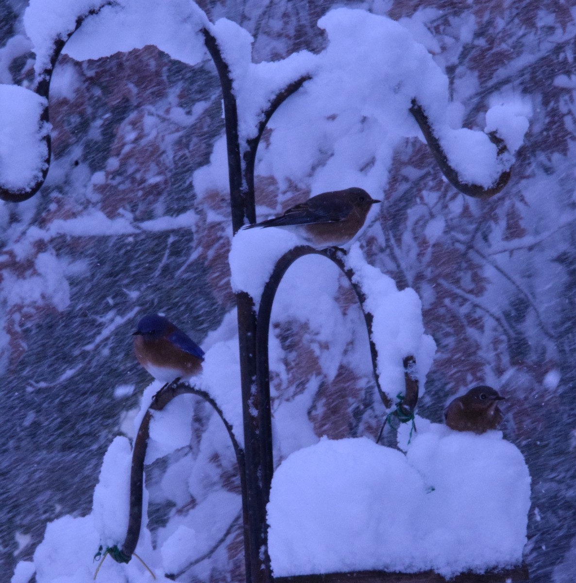 Eastern Bluebird - ML647079100