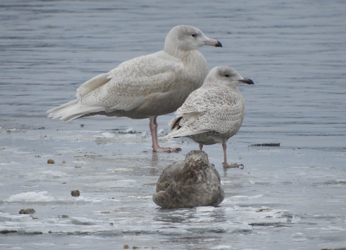 Gavión Hiperbóreo - ML647079104