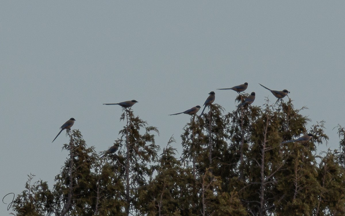 Иберийская сорока - ML647079109