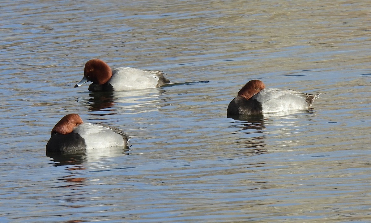 Redhead - ML647079110
