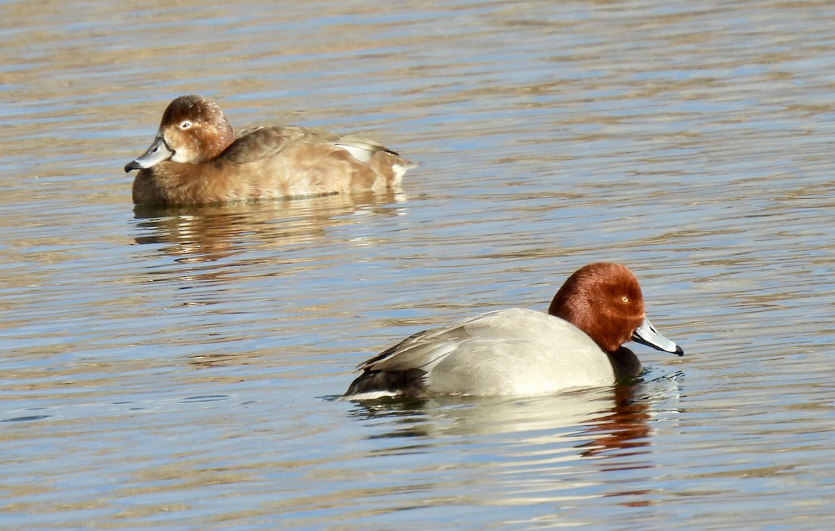 Redhead - ML647079111
