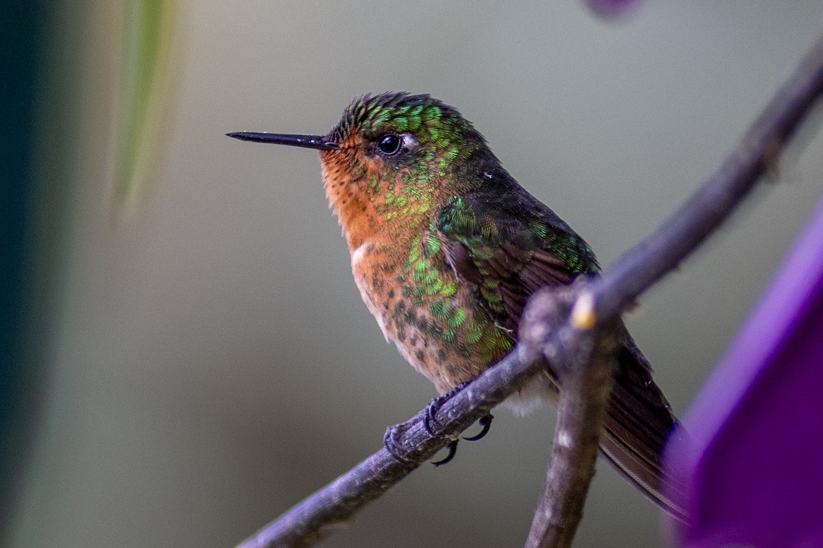 Tiryan Metalkuyruğu (tyrianthina/quitensis) - ML647079113