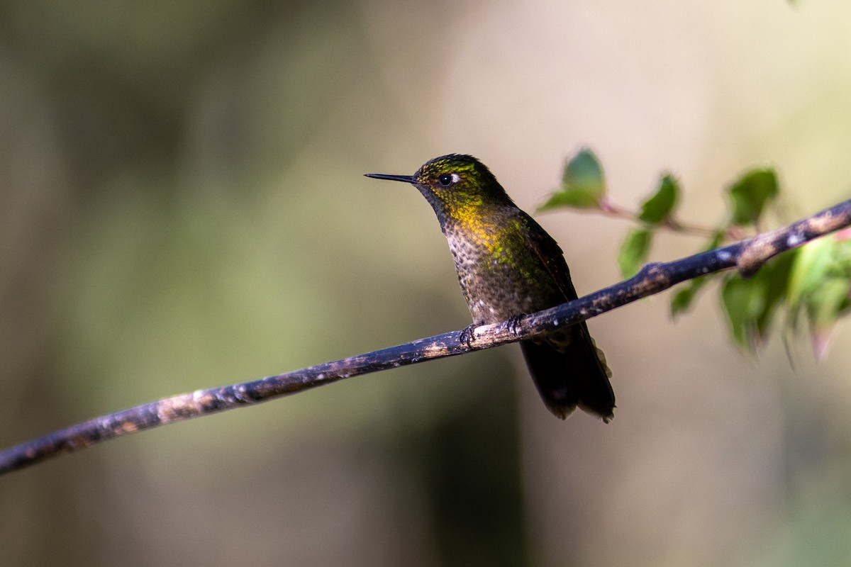 Tiryan Metalkuyruğu (tyrianthina/quitensis) - ML647079114