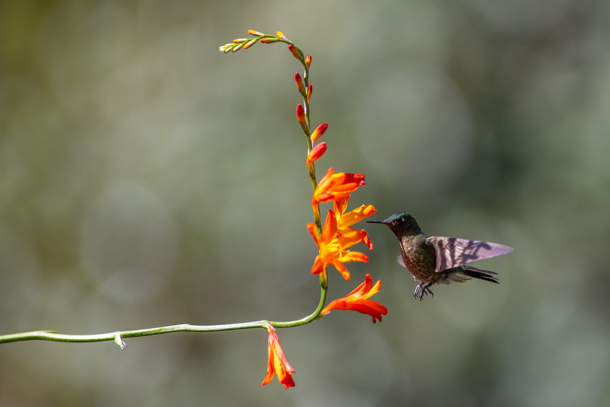 Tiryan Metalkuyruğu (tyrianthina/quitensis) - ML647079116