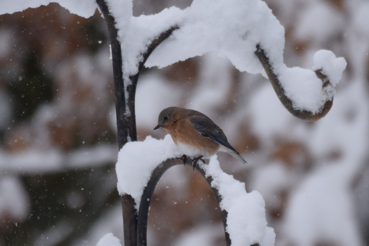 Eastern Bluebird - ML647079120