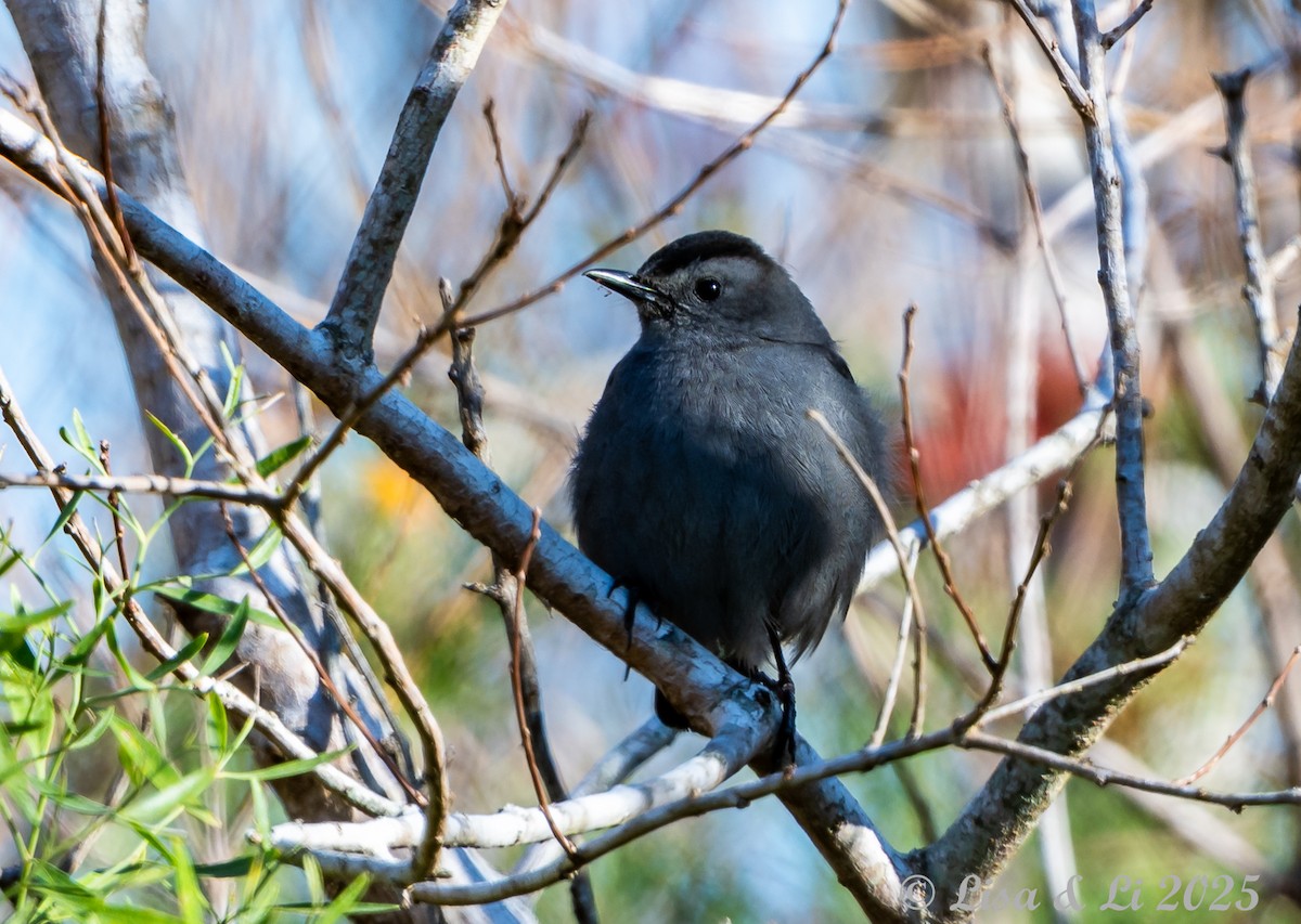 Miaulari grisa - ML647079122