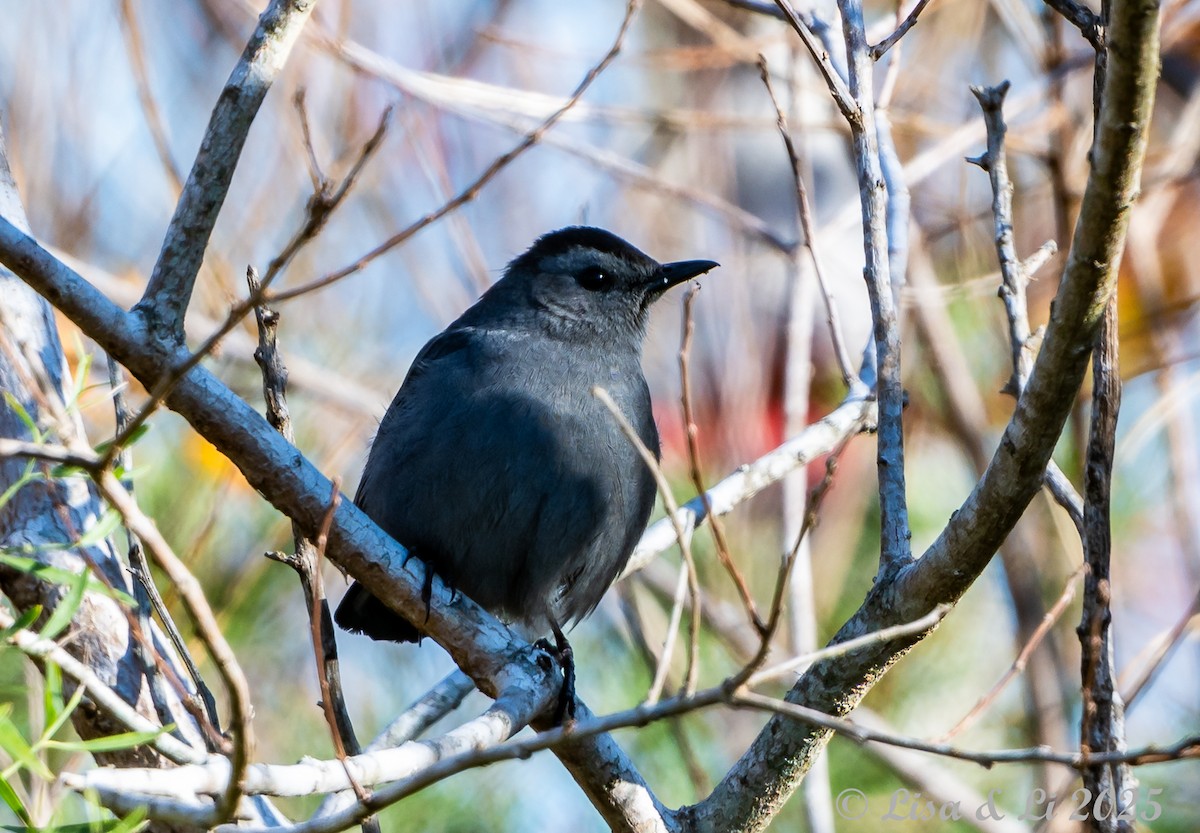 Miaulari grisa - ML647079123