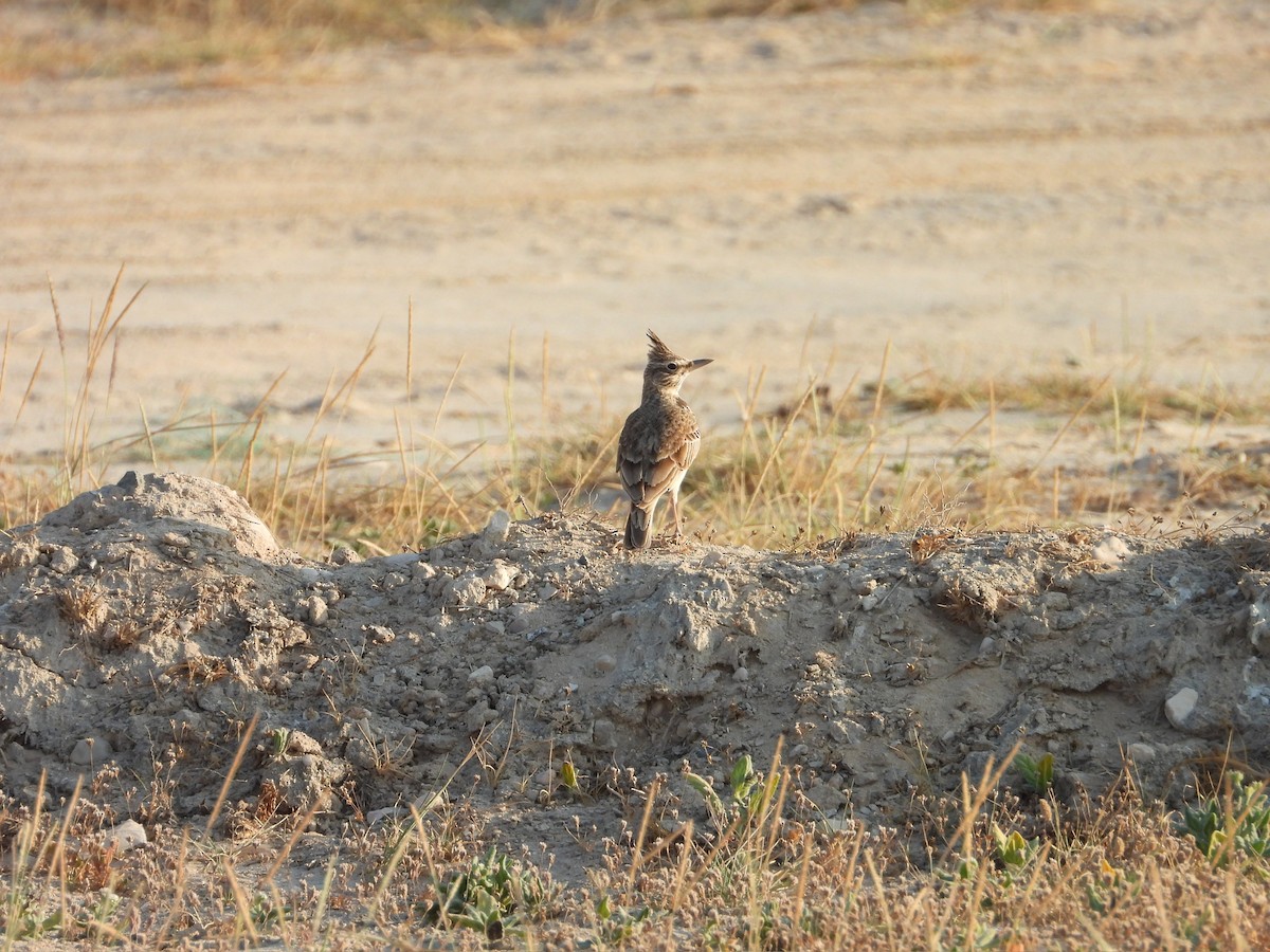 Crested Lark (Crested) - ML647079127