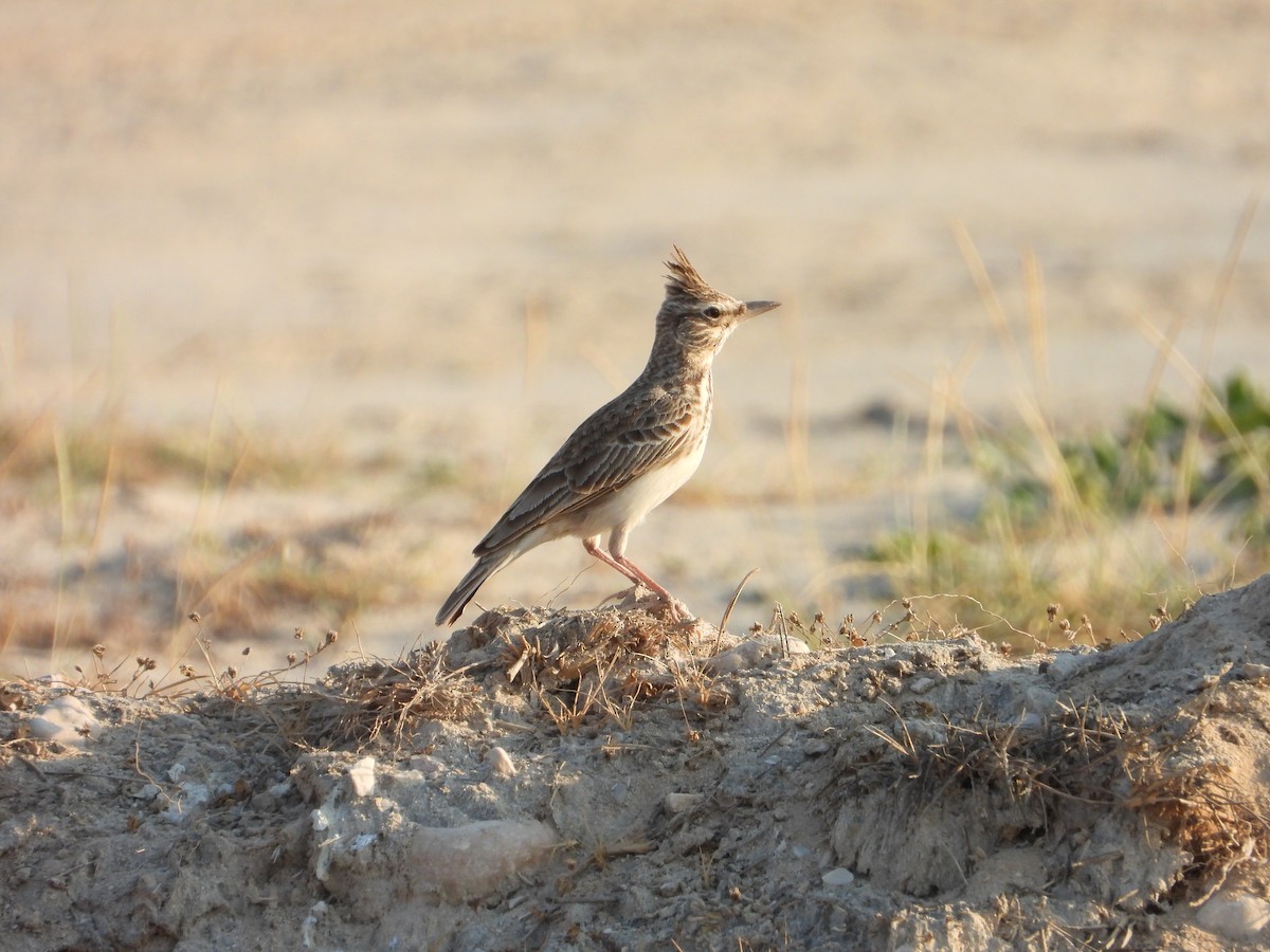 Crested Lark (Crested) - ML647079128