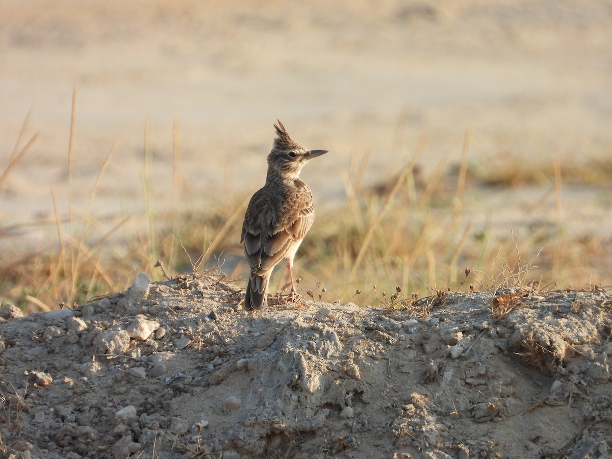 Crested Lark (Crested) - ML647079129