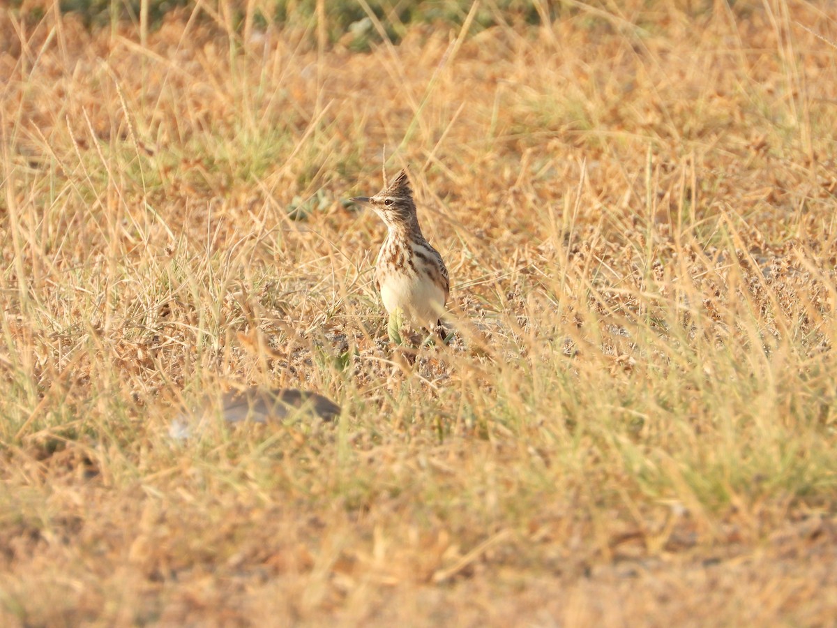 Crested Lark (Crested) - ML647079130