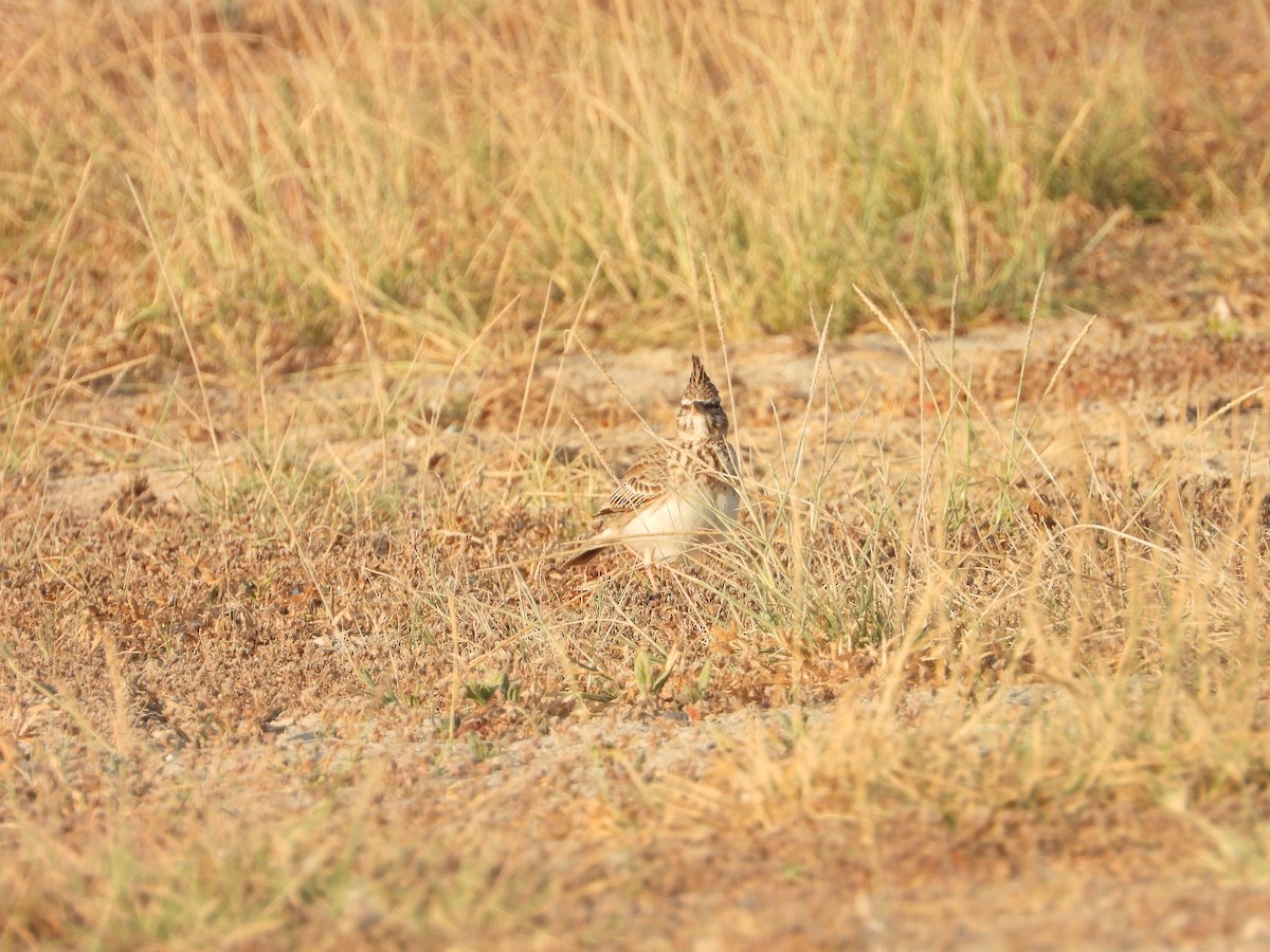 Crested Lark (Crested) - ML647079131