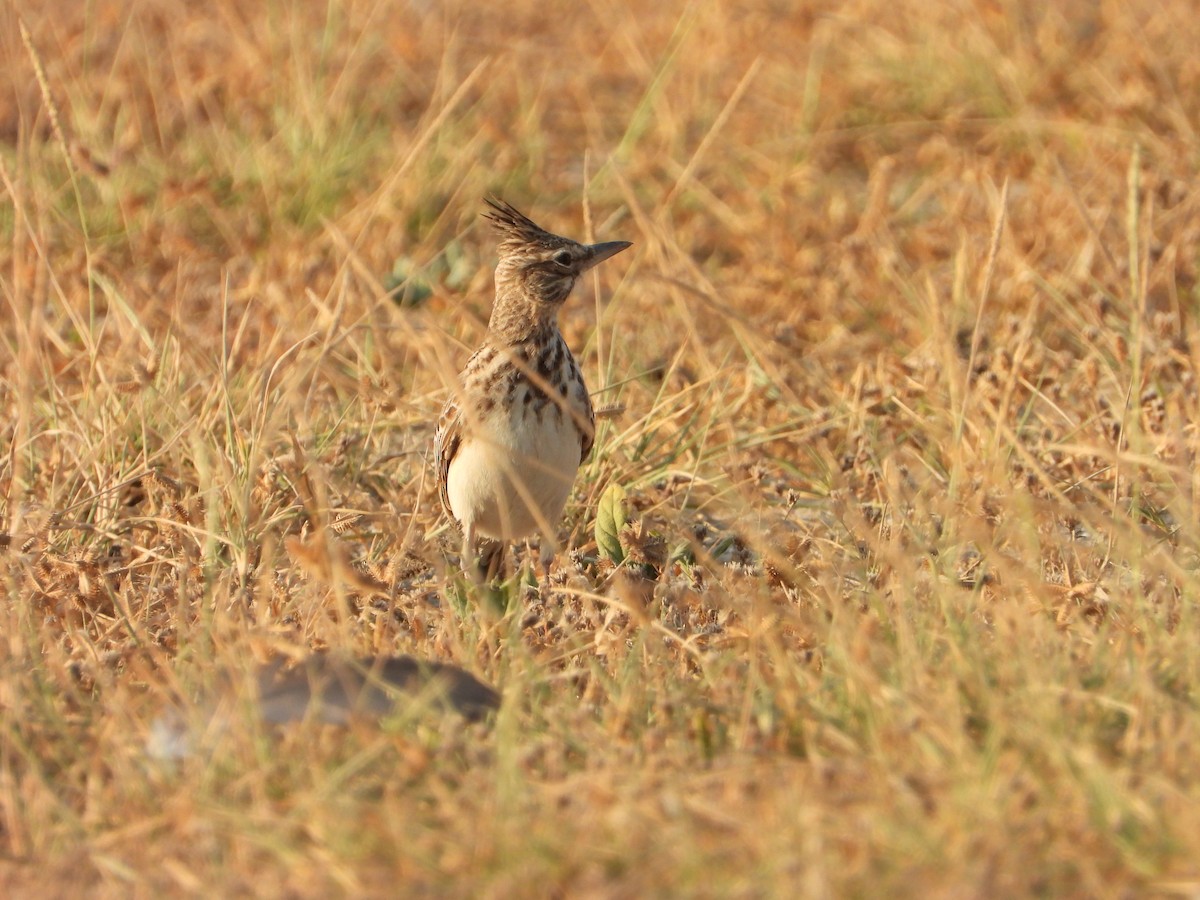 Crested Lark (Crested) - ML647079132