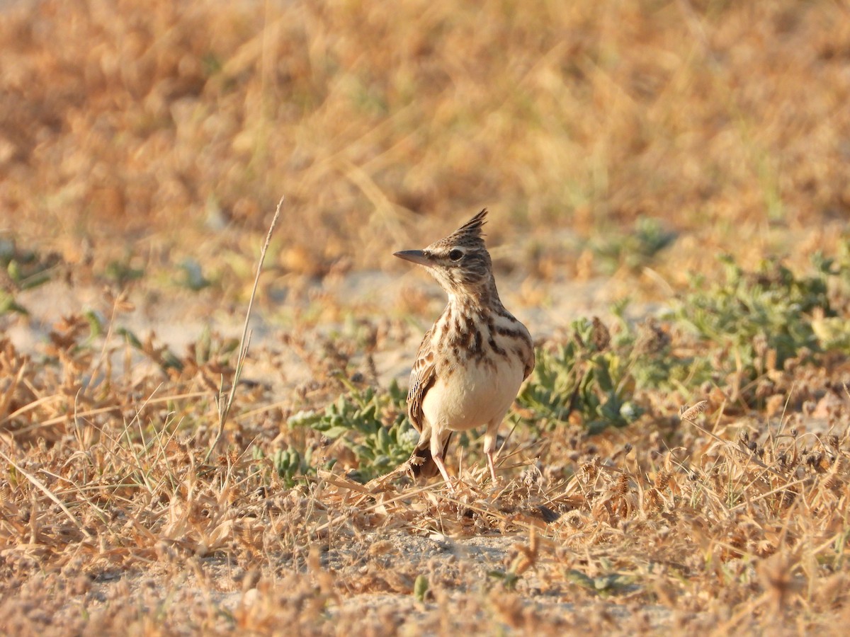 Crested Lark (Crested) - ML647079133