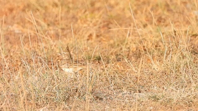 Crested Lark (Crested) - ML647079140