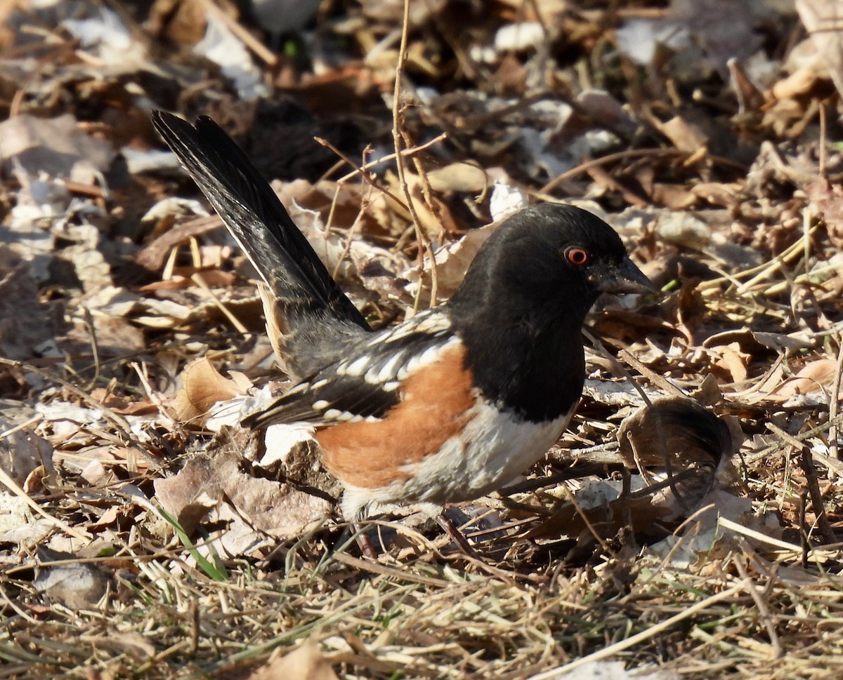 Spotted Towhee - ML647079144