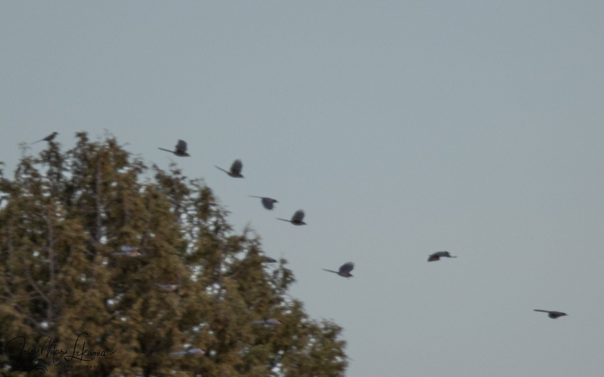 Иберийская сорока - ML647079146