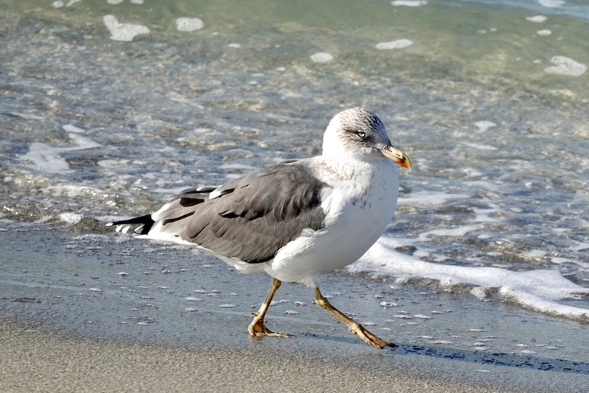 Kaio iluna - ML647079147