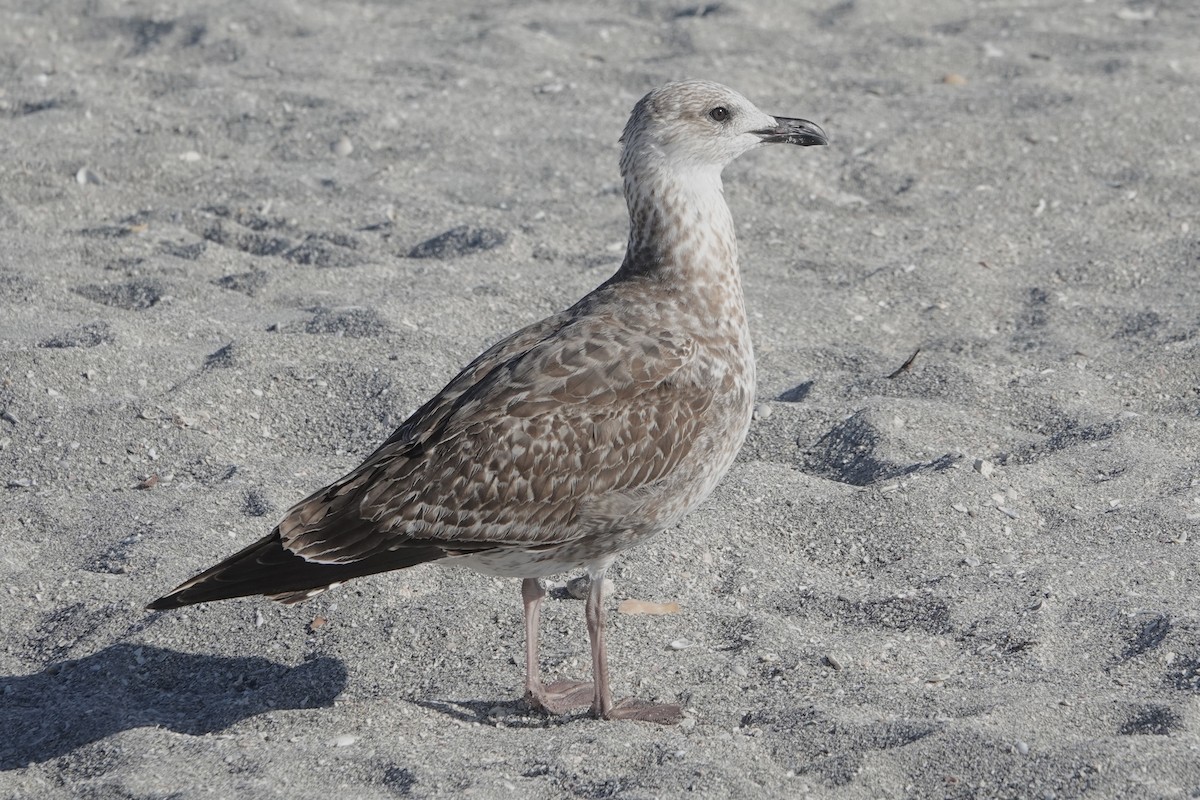 Kaio iluna - ML647079150