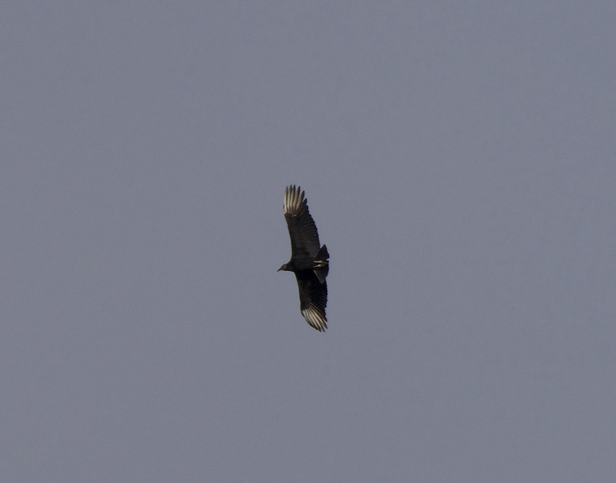 Black Vulture - ML647079156