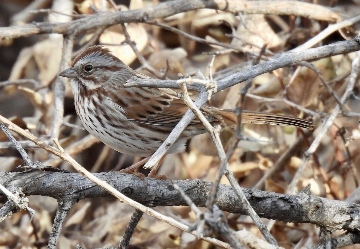 Song Sparrow - ML647079158