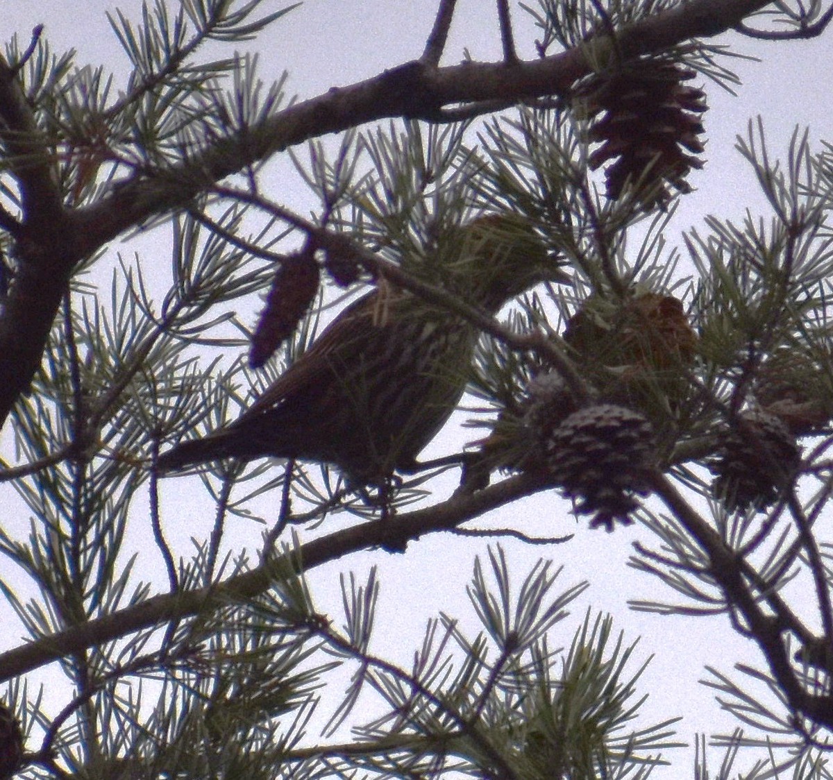 Red-winged Blackbird - ML647079173