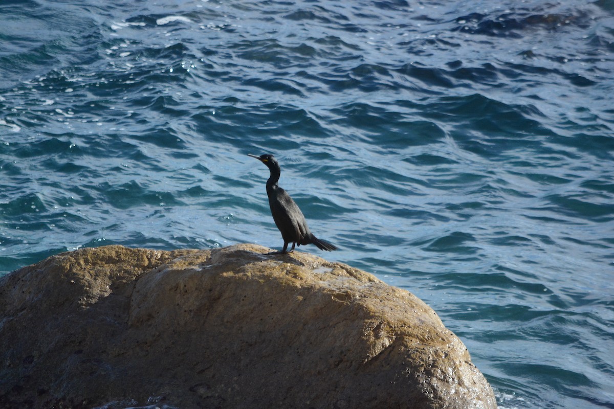 ヨーロッパヒメウ - ML647079177