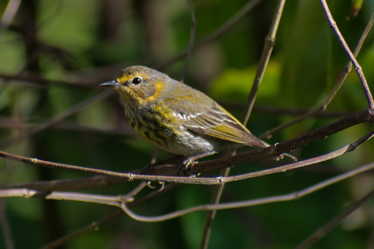 Cape May Warbler - ML647079182
