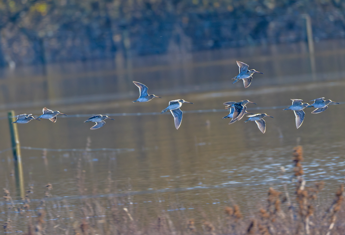 חרטומית ביצות - ML647079184