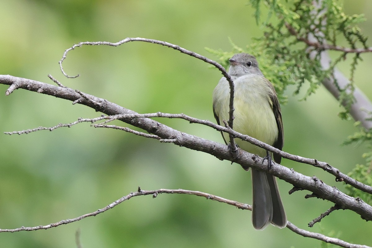 Желтобрюхая эления - ML647079189