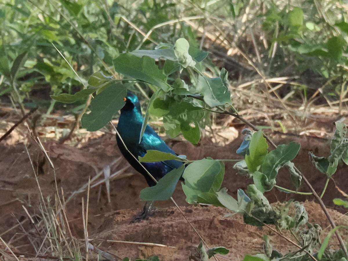 Greater Blue-eared Starling - ML647079190