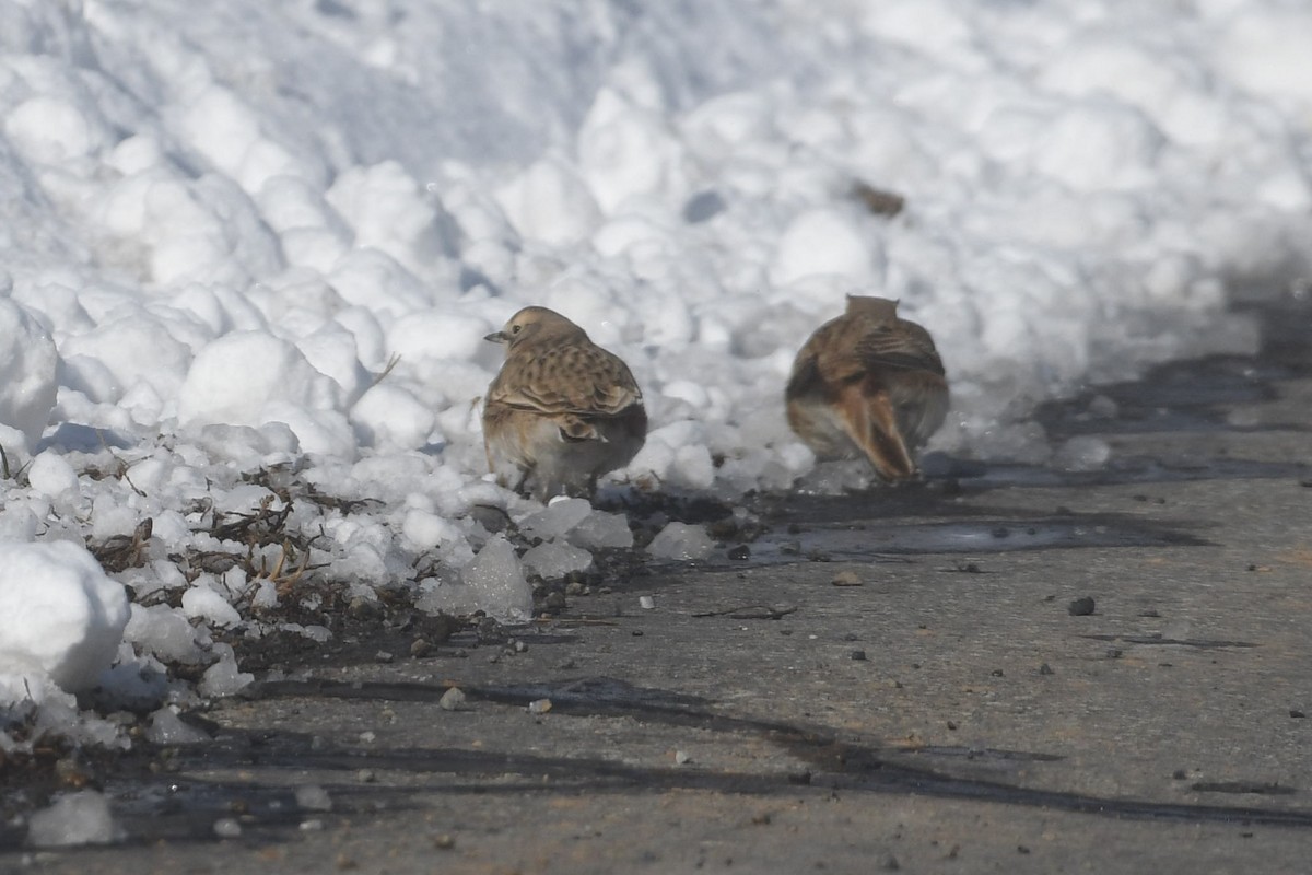 Жайворонок рогатий - ML647079197