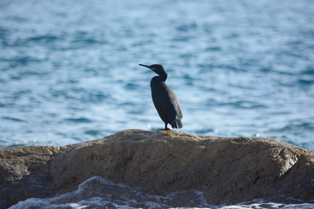 ヨーロッパヒメウ - ML647079198