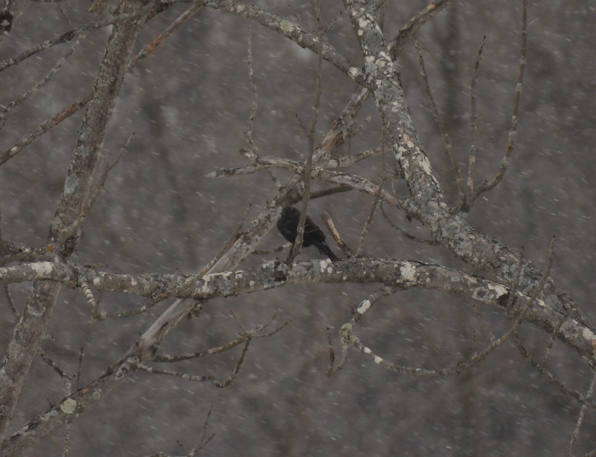 Red-winged Blackbird - ML647079202