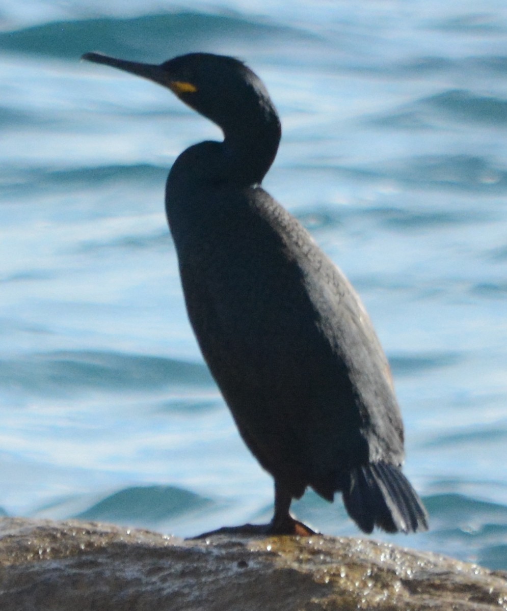 ヨーロッパヒメウ - ML647079203