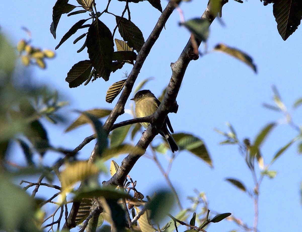 Black-capped Flycatcher - ML647079207