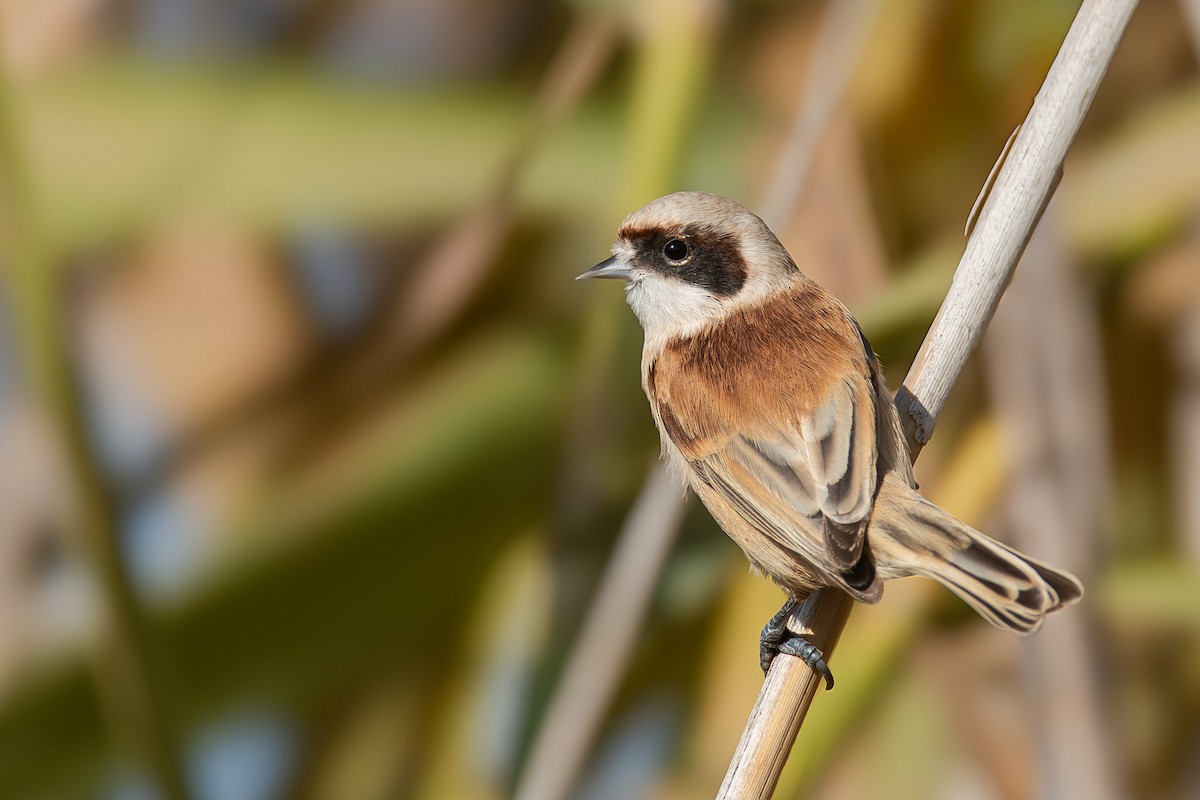 Eurasian Penduline-Tit - ML647079209