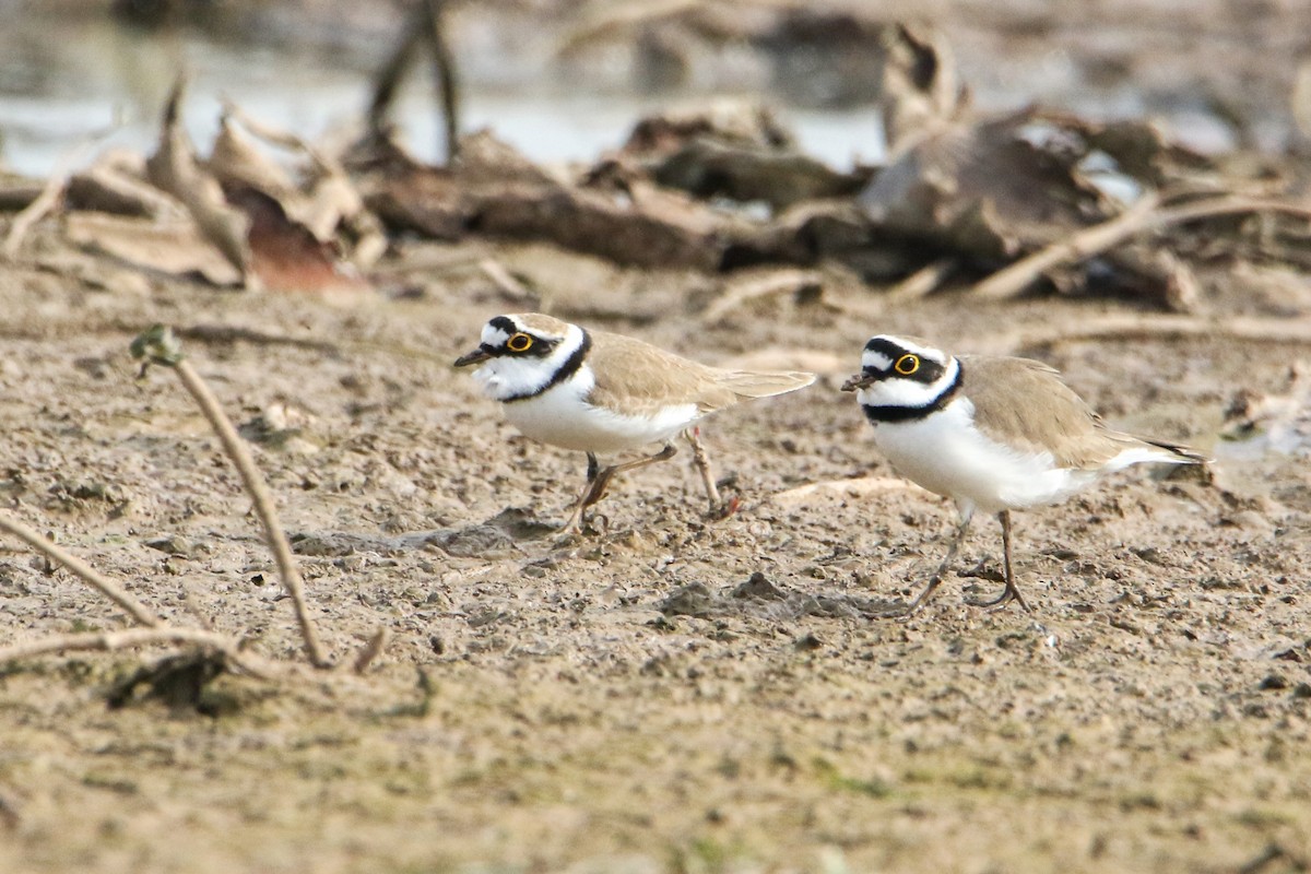 コチドリ - ML647079220